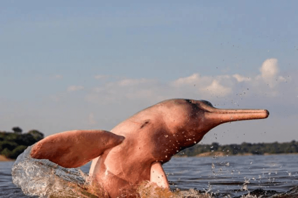 pink dolphins 600x400 1 Wildlife